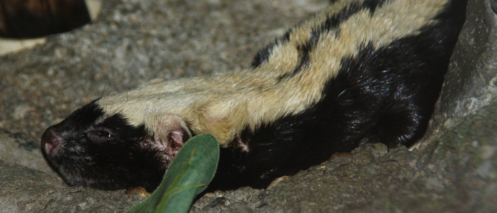 2011: Cincinnati Zoo