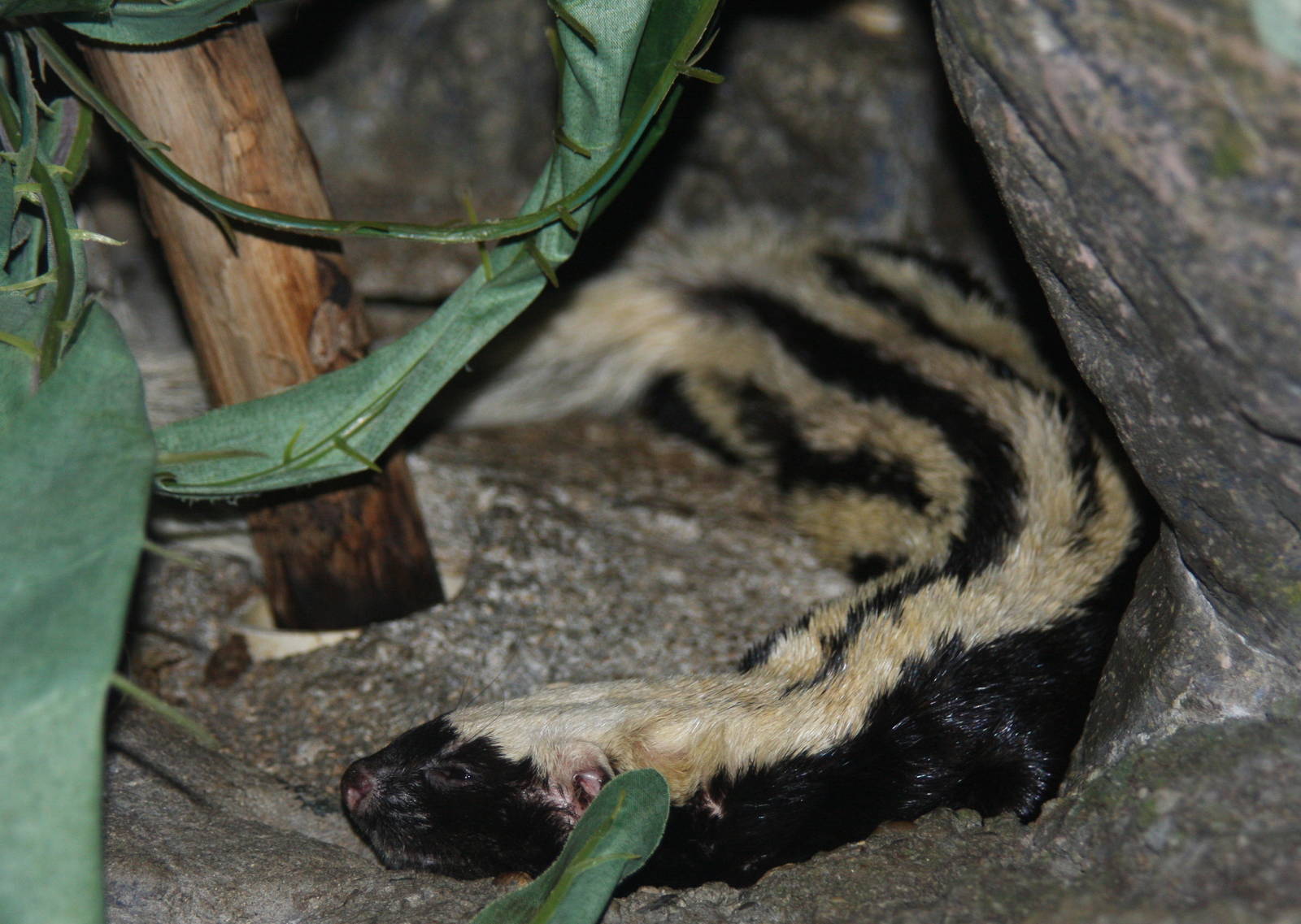 2011: Cincinnati Zoo