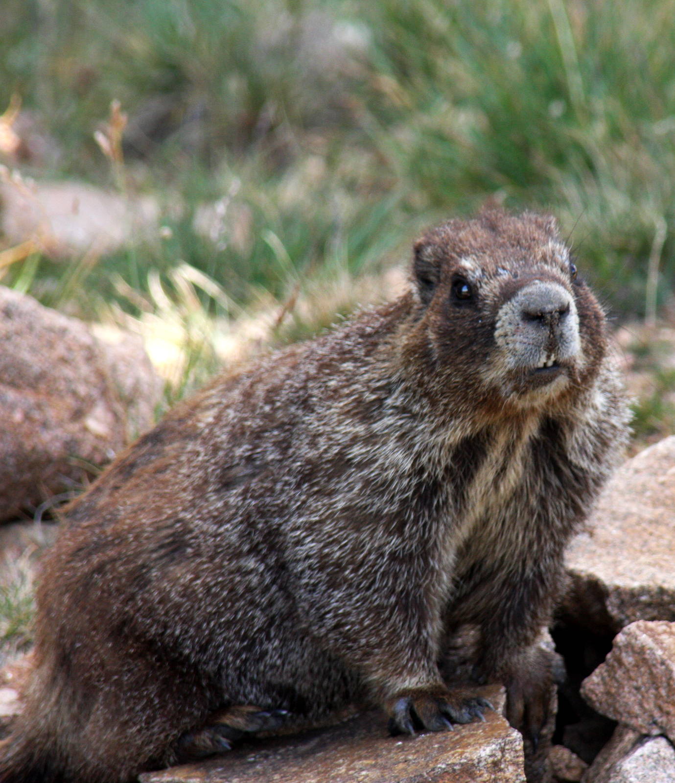 2011: Continental Divide- Berthoud Pass