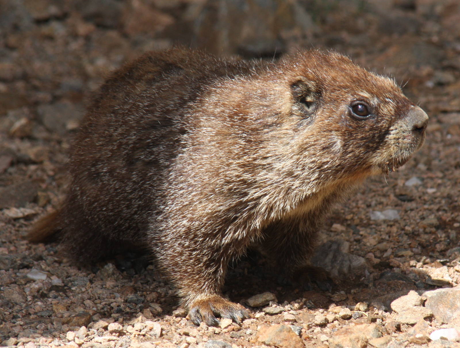 2011: Continental Divide- Berthoud Pass