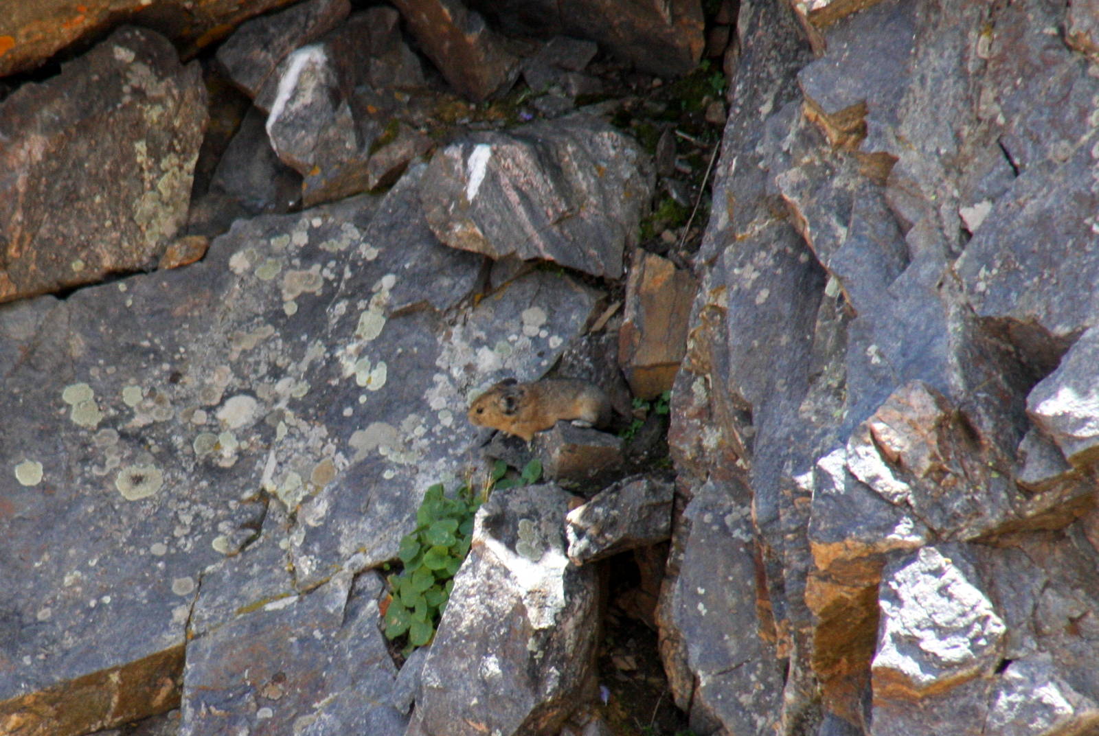 2011: Continental Divide- Berthoud Pass