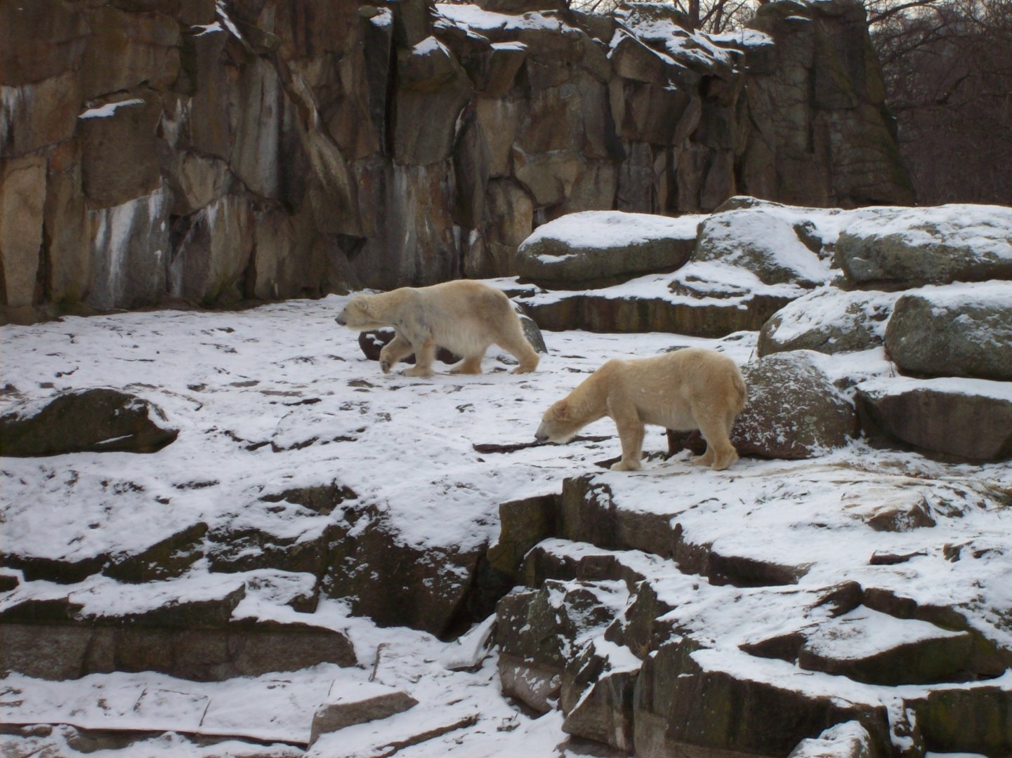 2011 - Polar bears - Berlin Zoo