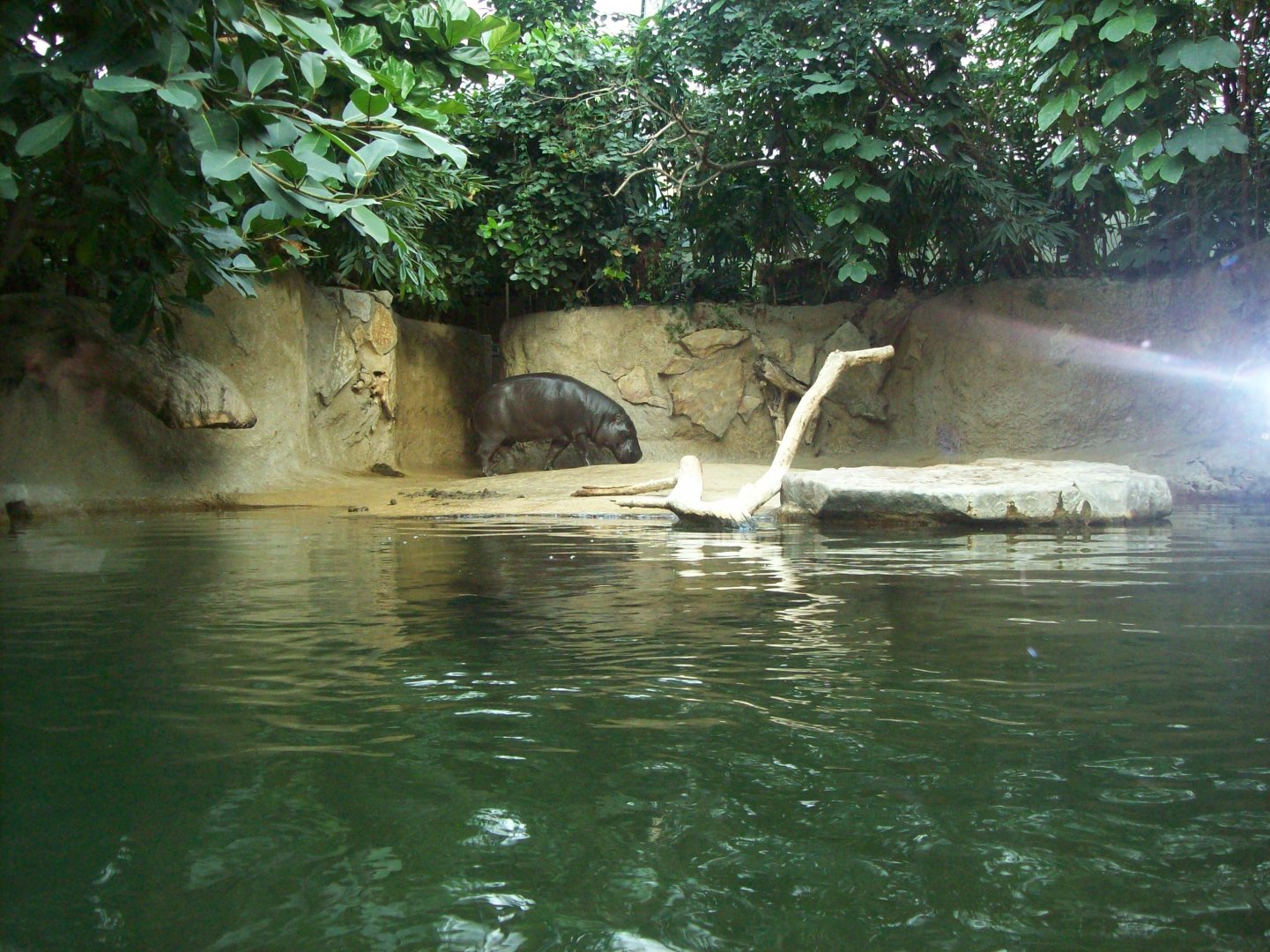 2011 - Pygmy Hippo - Berlin Zoo