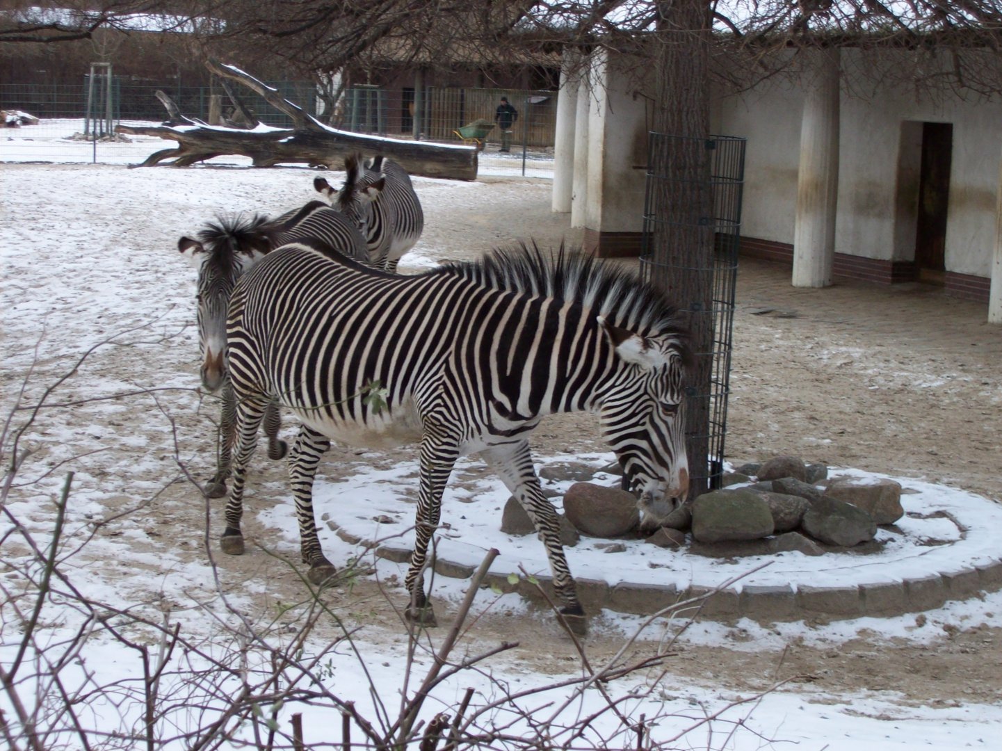 2011 - Zebra doing the conga - Berlin Zoo.