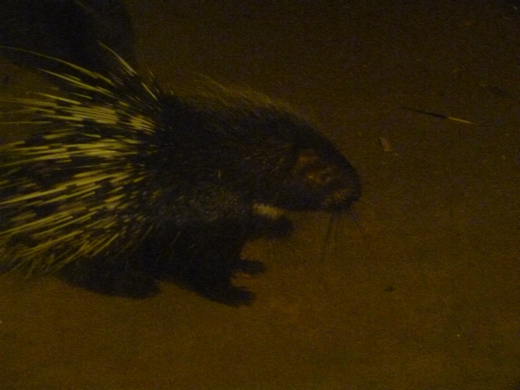 2012; Malayan porcupine