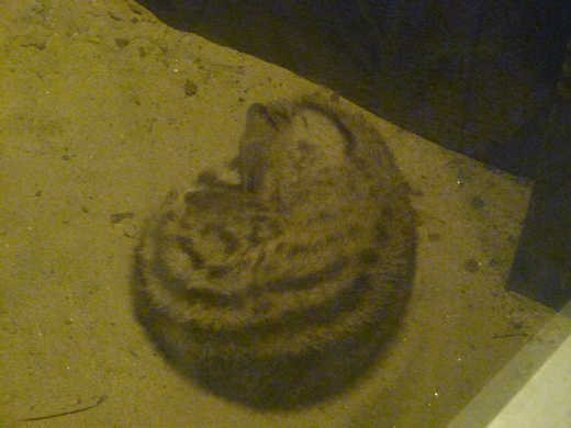 2012; Small Indian civet