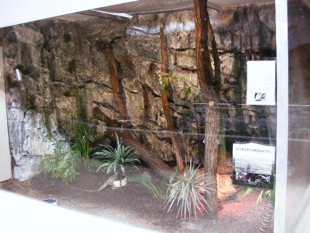 2013-09 Schmiding Hydrosaurus amboinensis enclosure