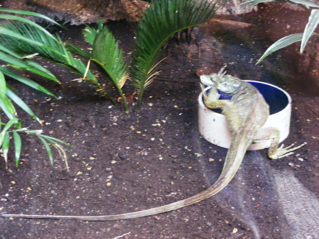 2013-09 Schmiding Hydrosaurus enjoying it's pond