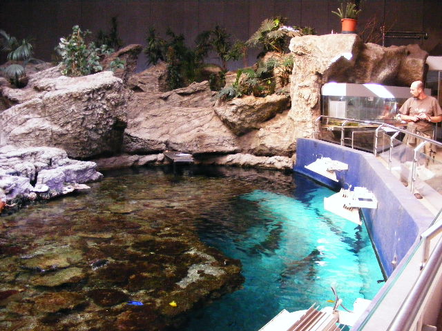 2013-09 Schmiding shark reef