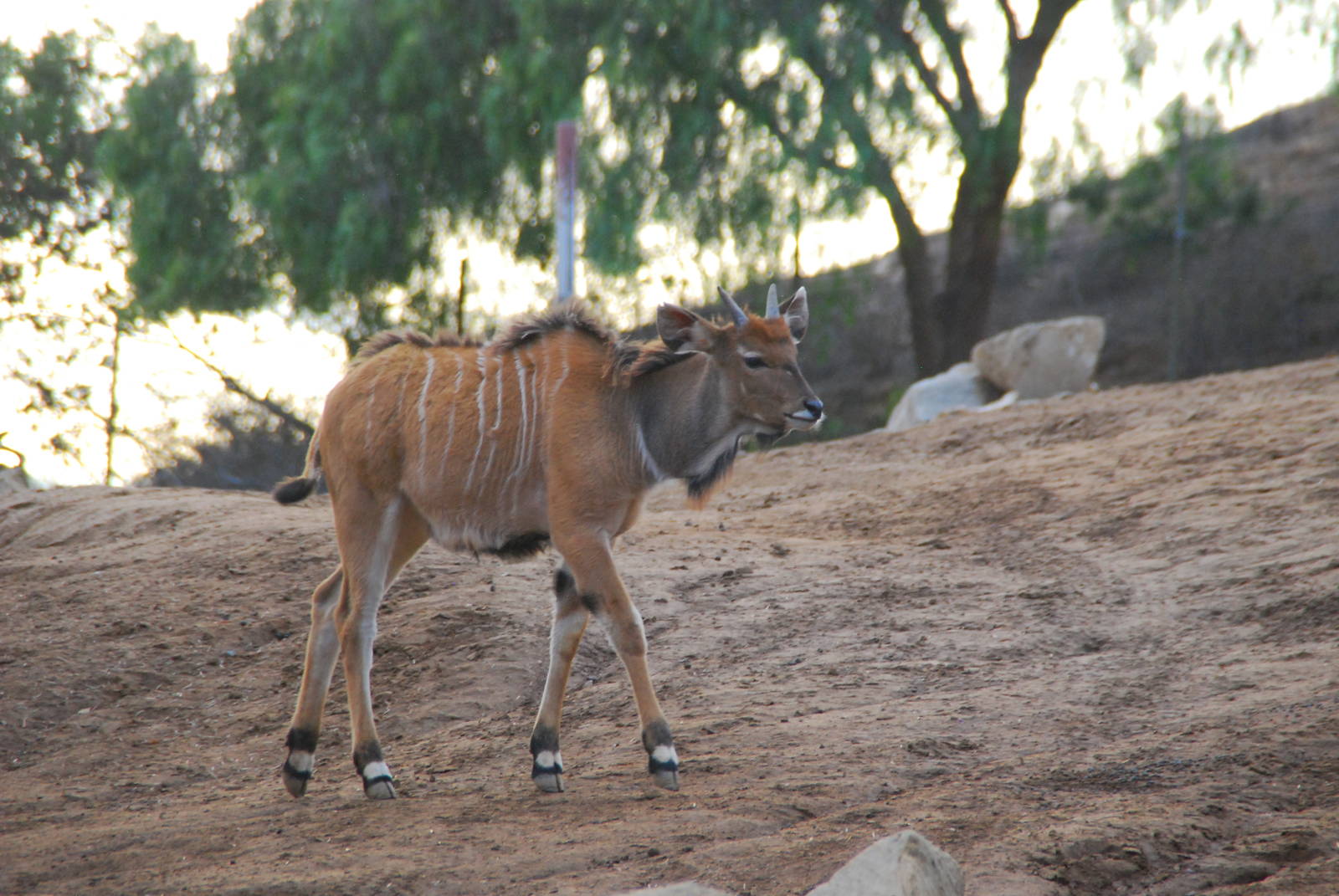 2013-12-19 SDZSP Baby Giant Eland