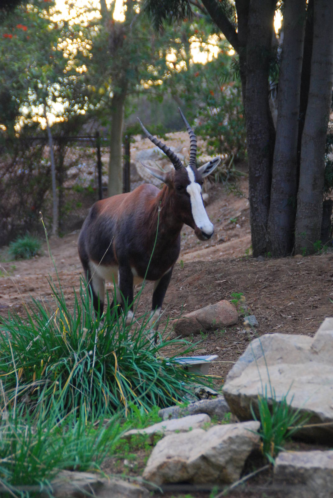 2013-12-19 SDZSP Bontebok
