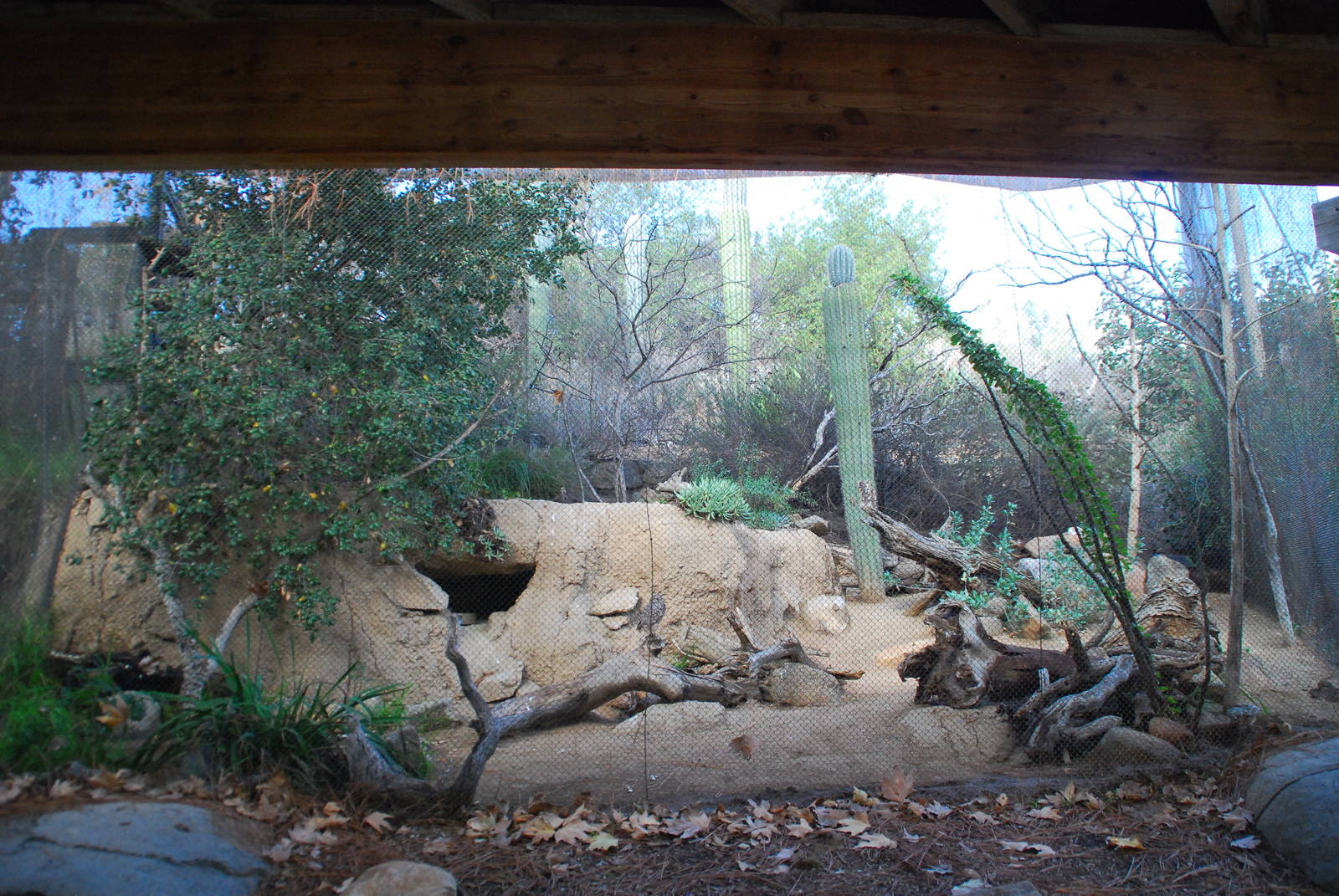 2013-12-19 SDZSP Burrowing Owl