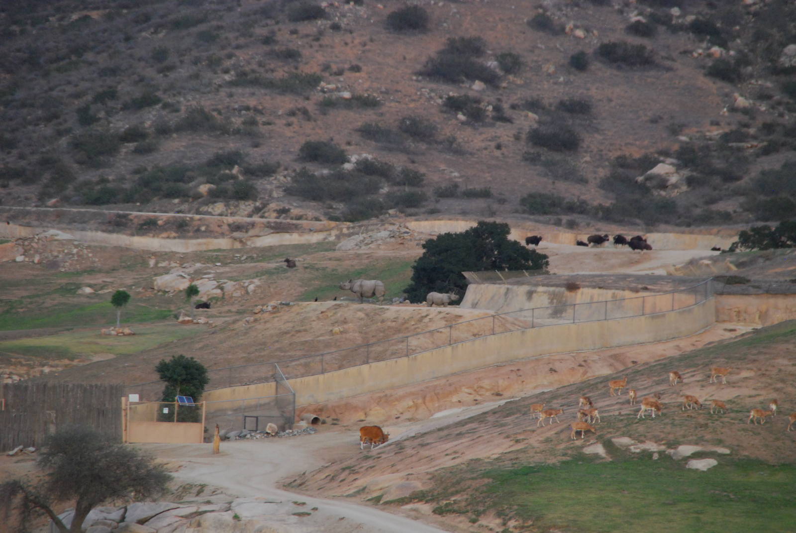 2013-12-19 SDZSP Central Asia and Asian Plains