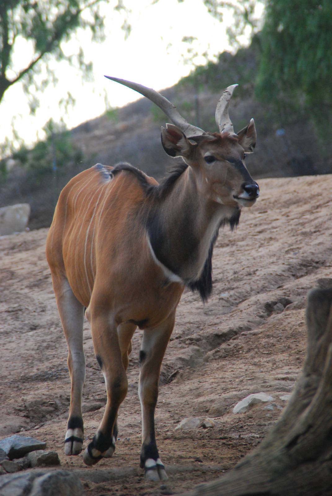 2013-12-19 SDZSP Giant Eland