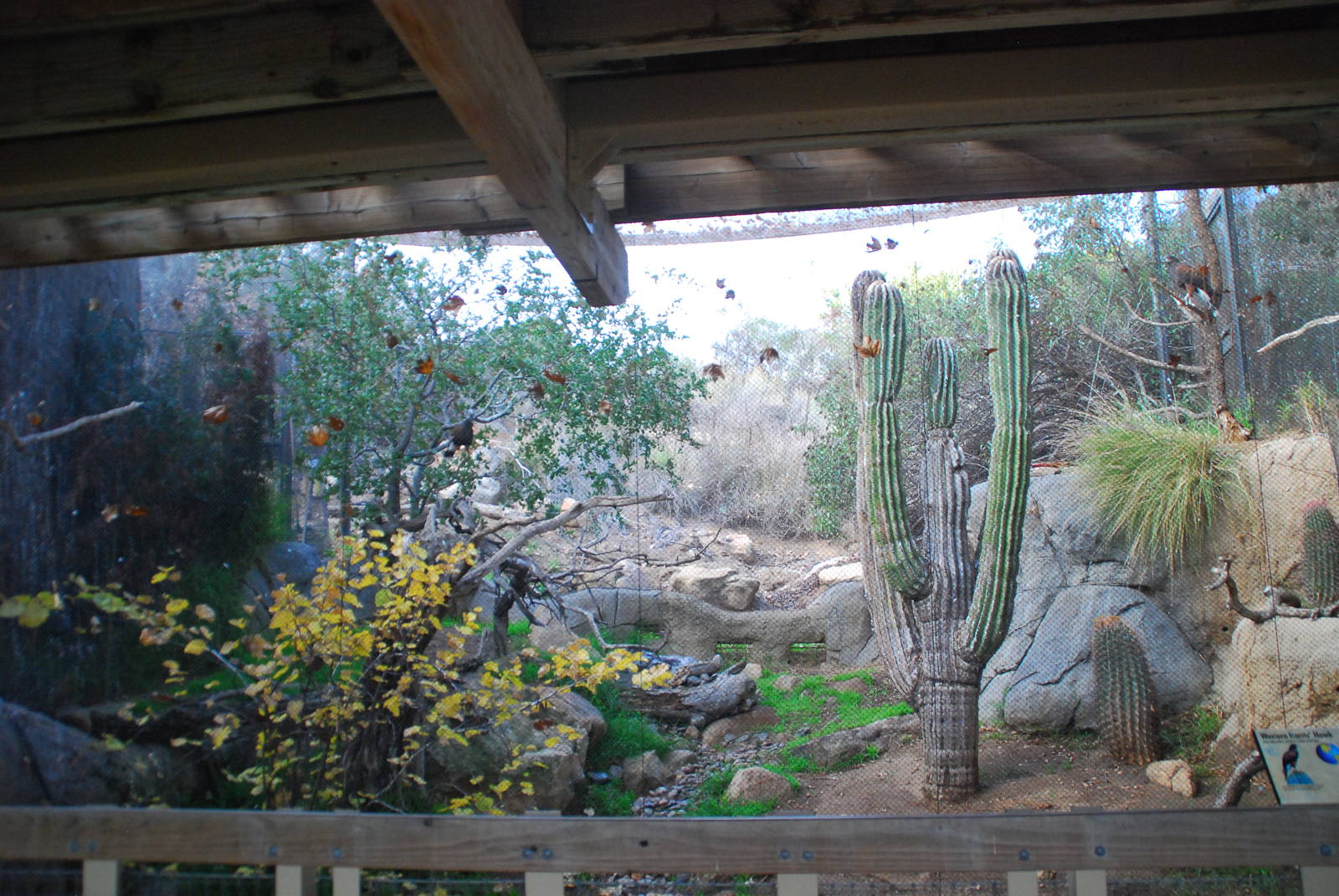 2013-12-19 SDZSP Harris Hawk