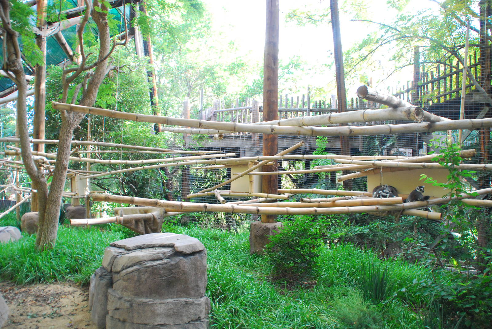 2013-12-19 SDZSP Lemur Walk