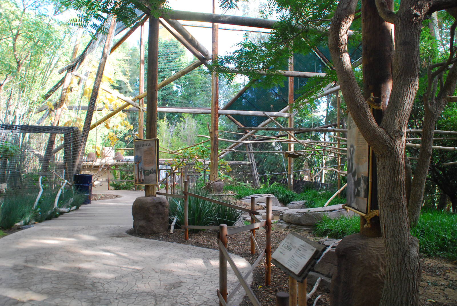 2013-12-19 SDZSP Lemur Walk