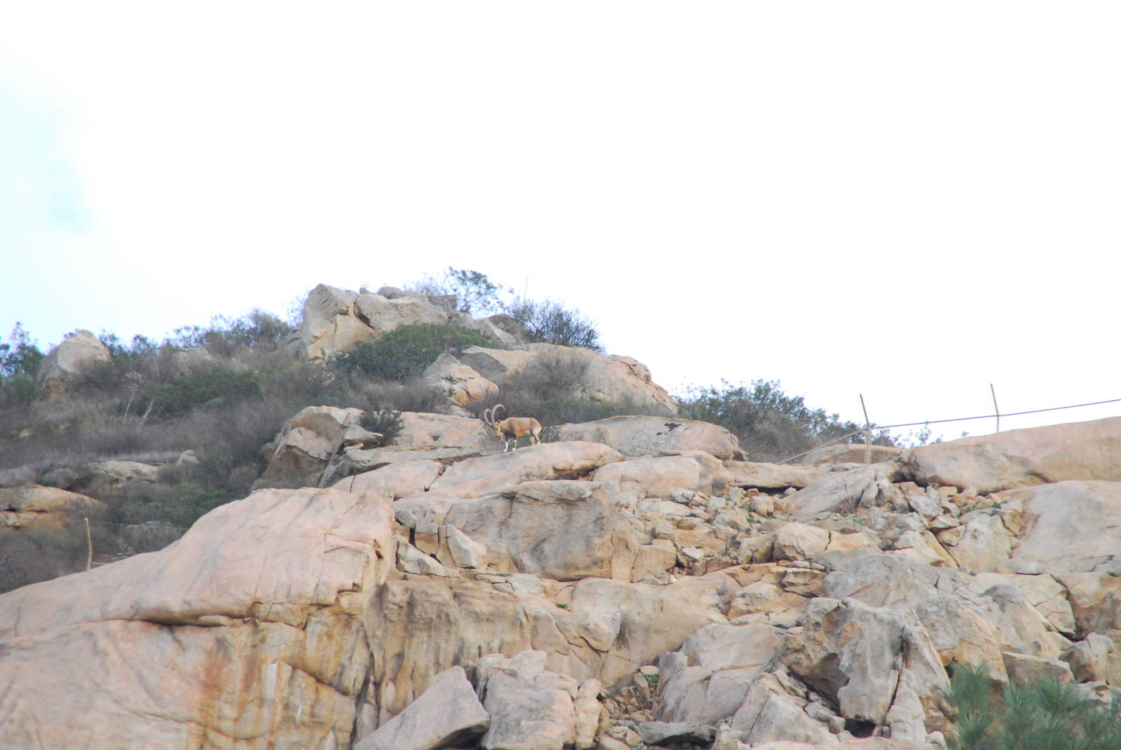 2013-12-19 SDZSP Nubian Ibex