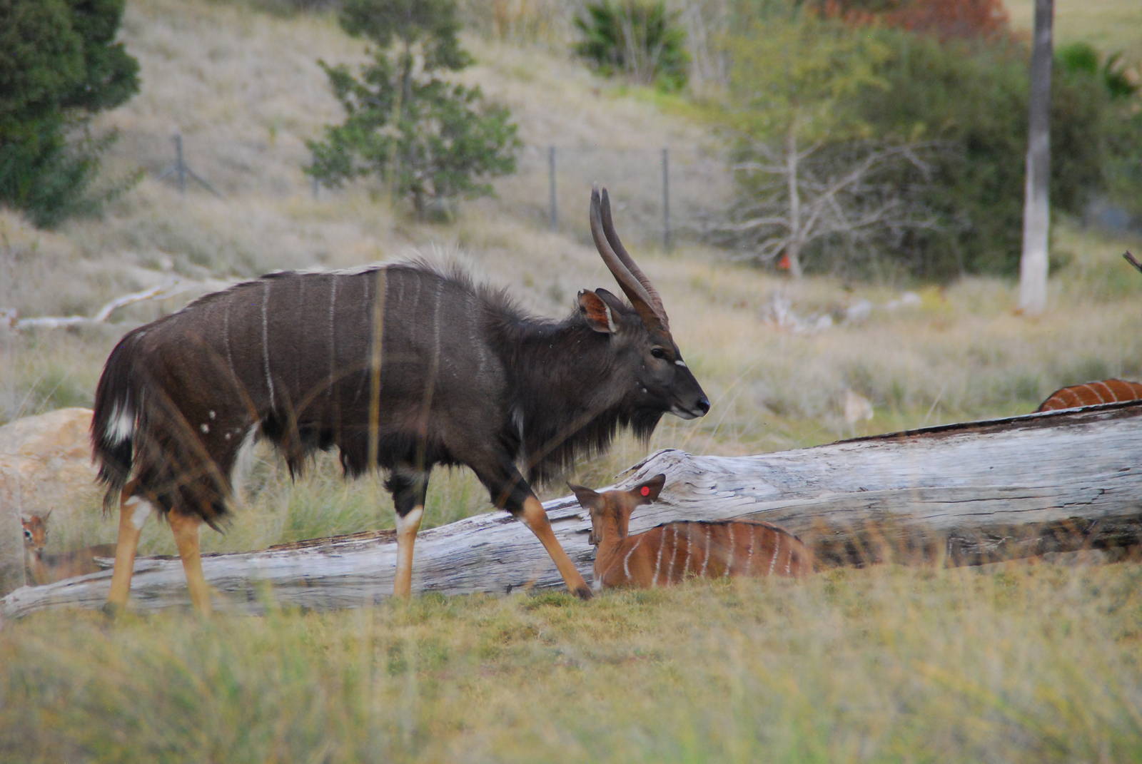2013-12-19 SDZSP Nyala and Cavendish's? Dik Dik