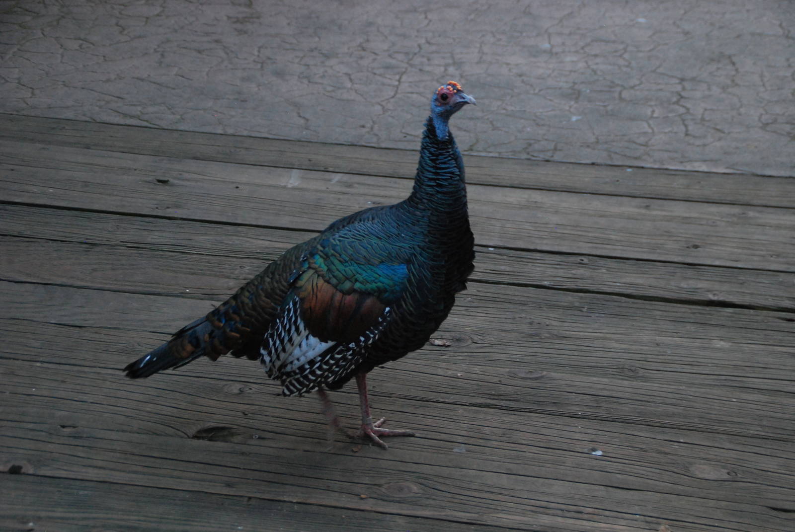 2013-12-19 SDZSP Ocellated Turkey