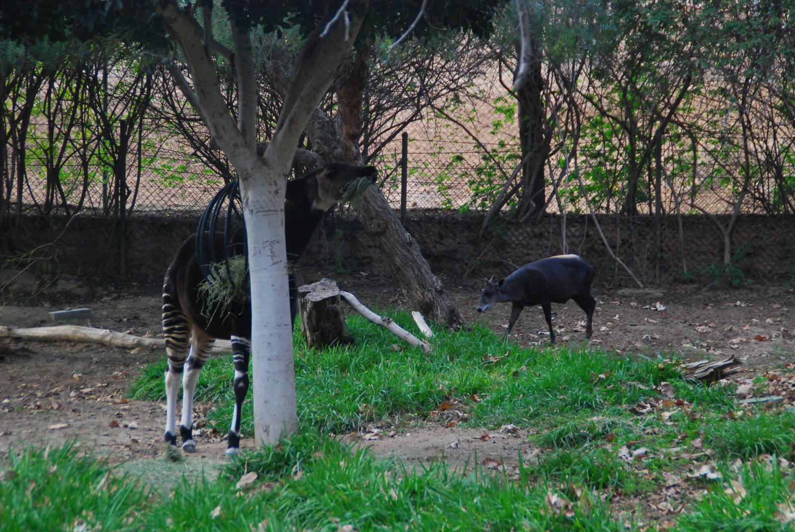 2013-12-19 SDZSP Okapi and Yellow-backed Duiker