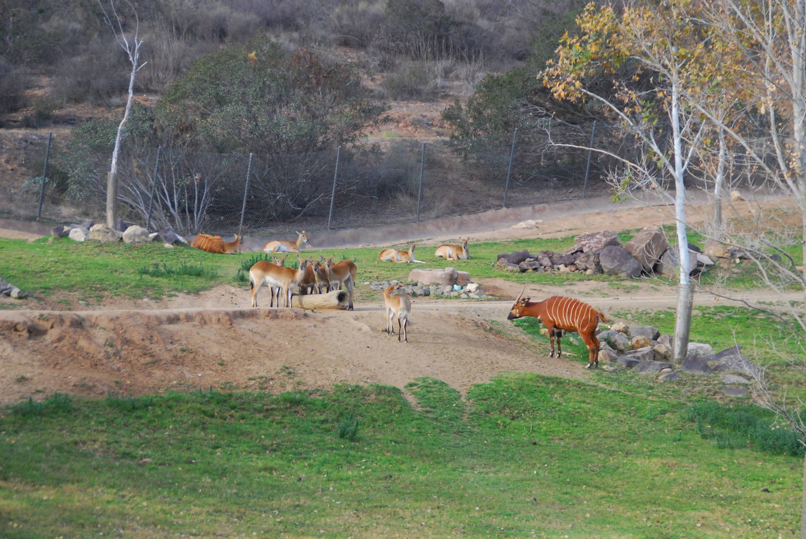2013-12-19 SDZSP Red Lechwe and Bongo