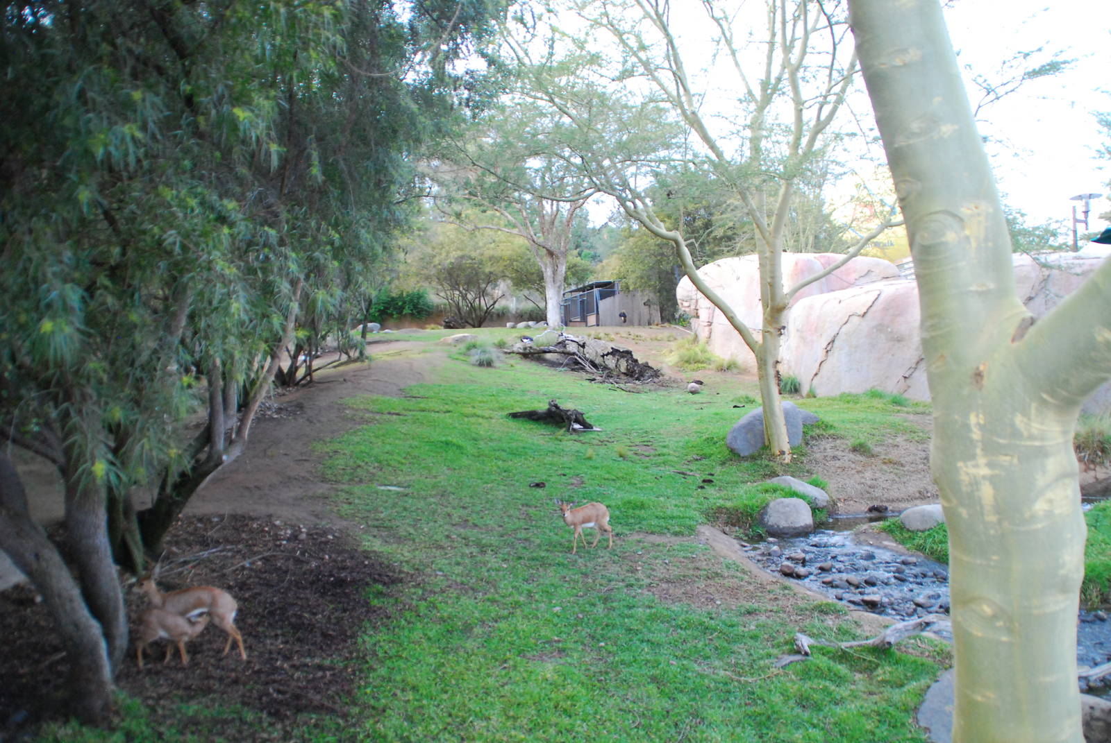 2013-12-19 SDZSP Steenbok