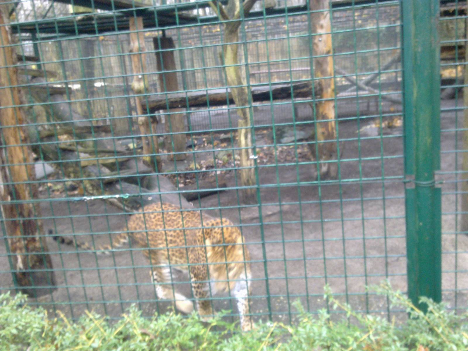 2013-12 Hamm 0.1 Sri Lanka leopard