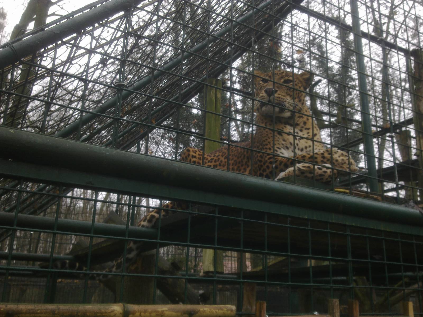 2013-12 Hamm 0.1 Sri Lanka leopard