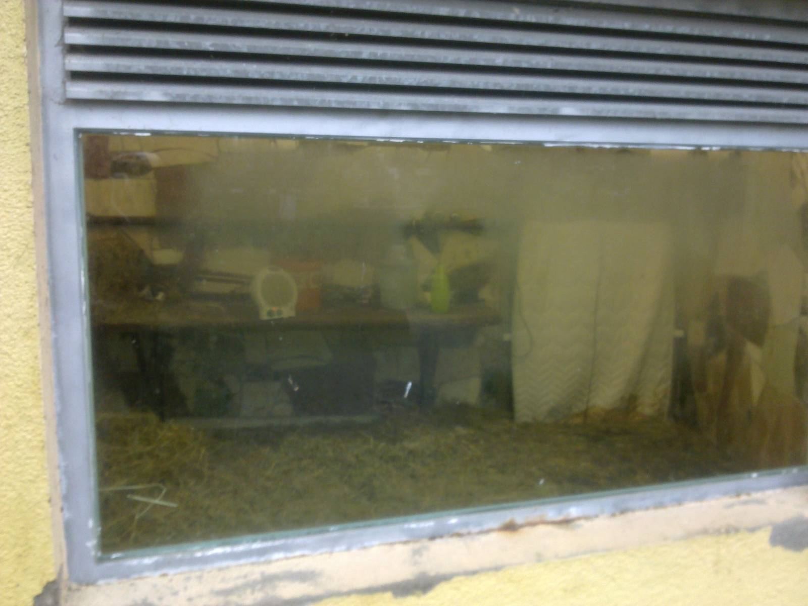 2013-12 Hamm Amur tiger indoors