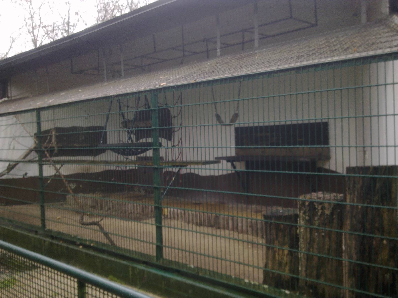 2013-12 Hamm Borneo Gibbon Cage