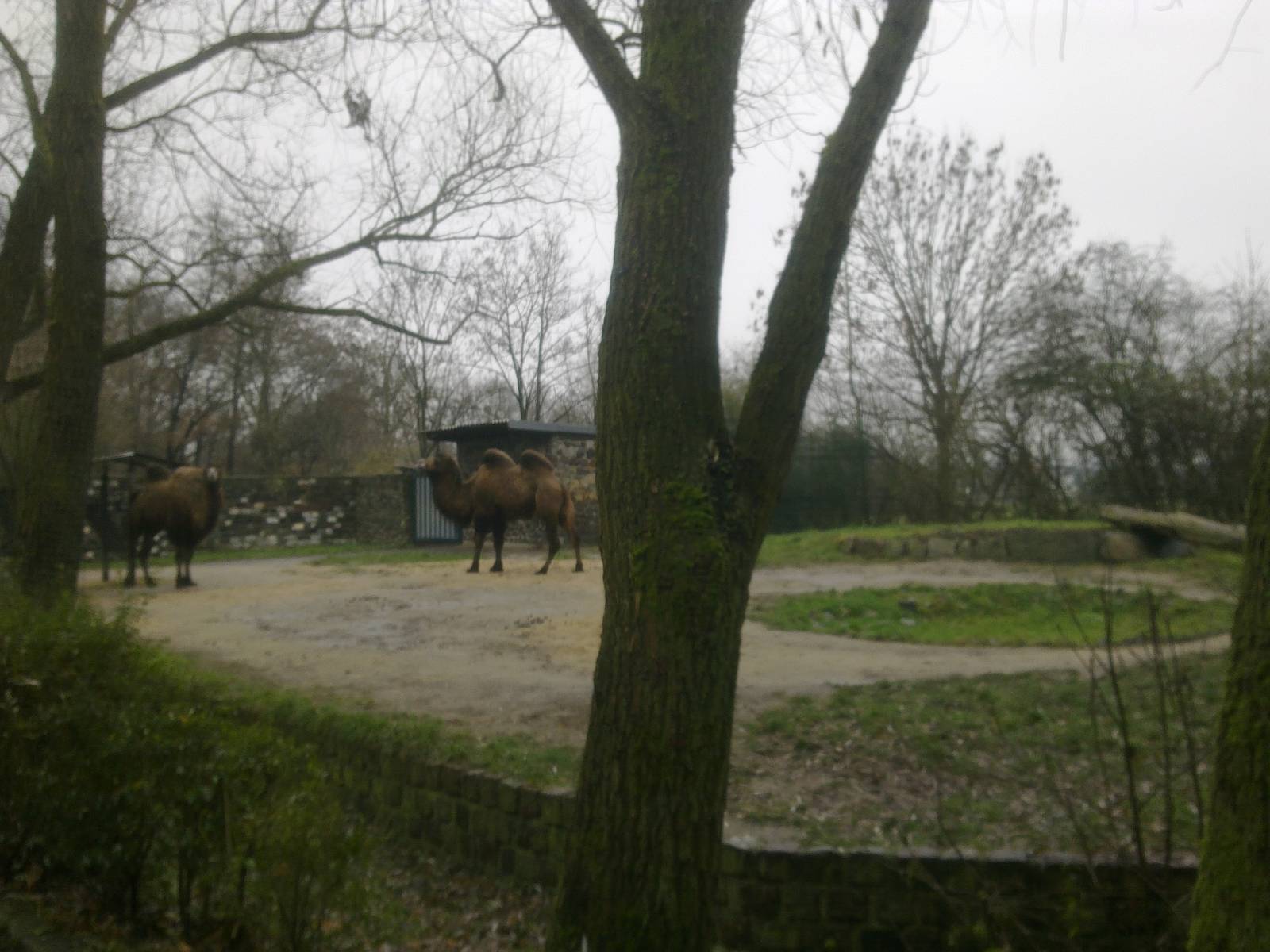 2013-12 Hamm domestic camel