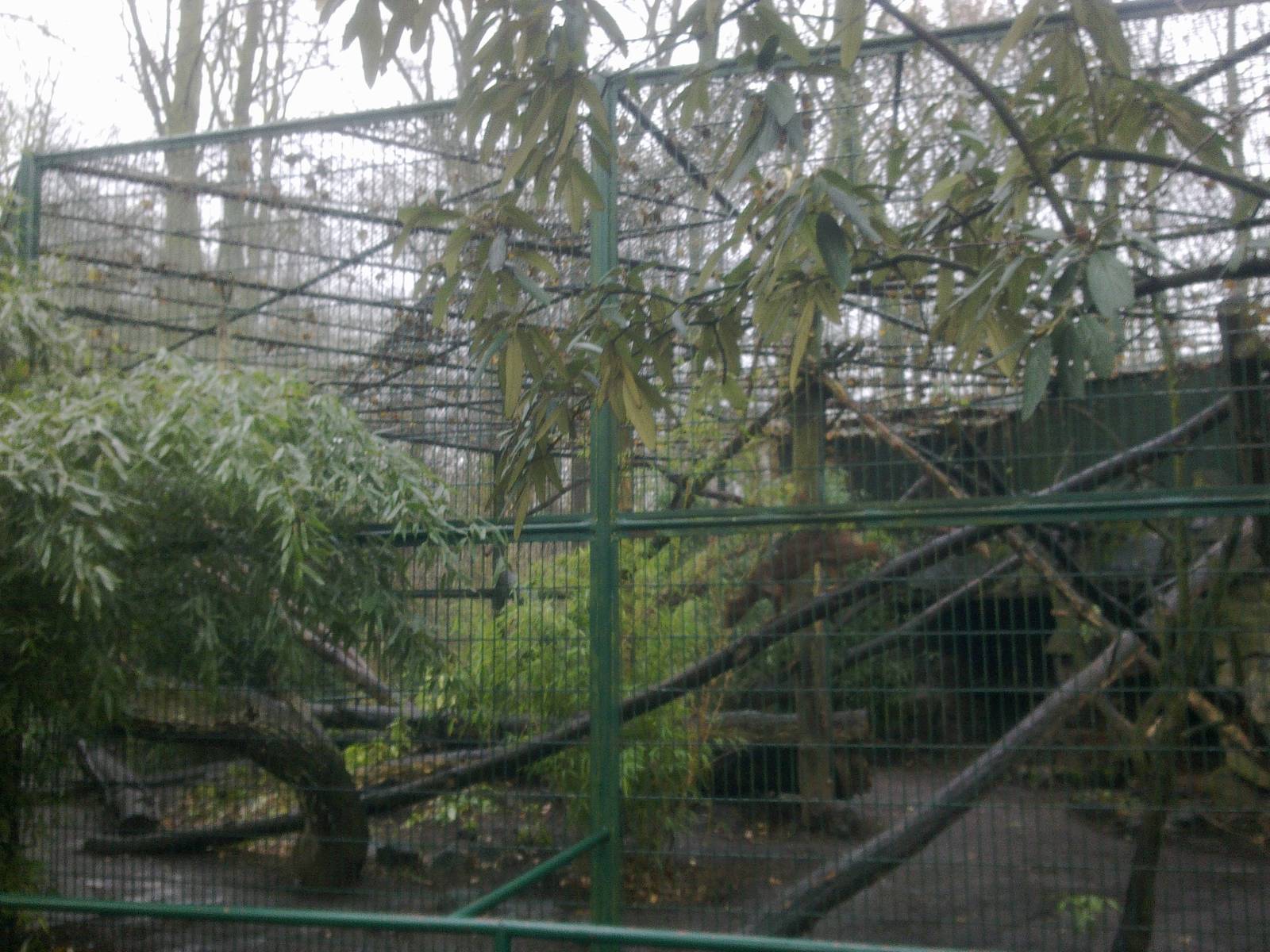 2013-12 Hamm Fossa enclosure