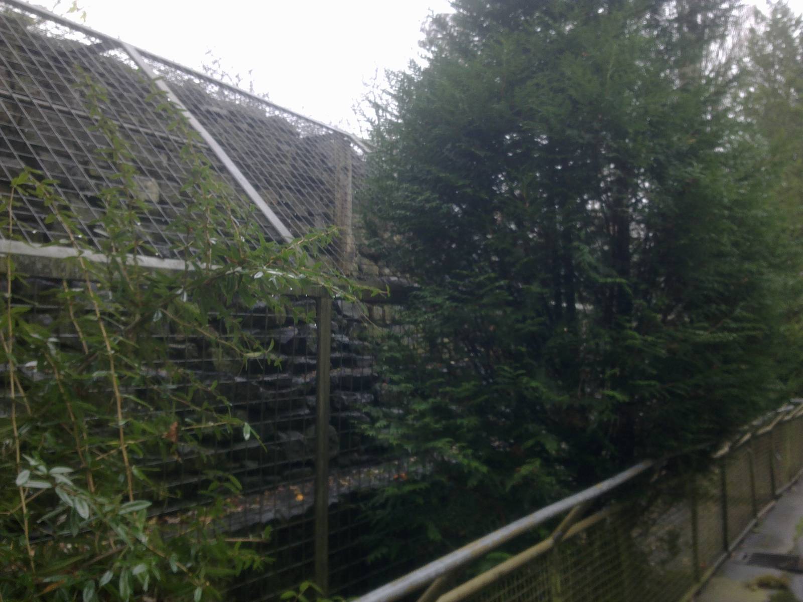 2013-12 Hamm japanese macaque