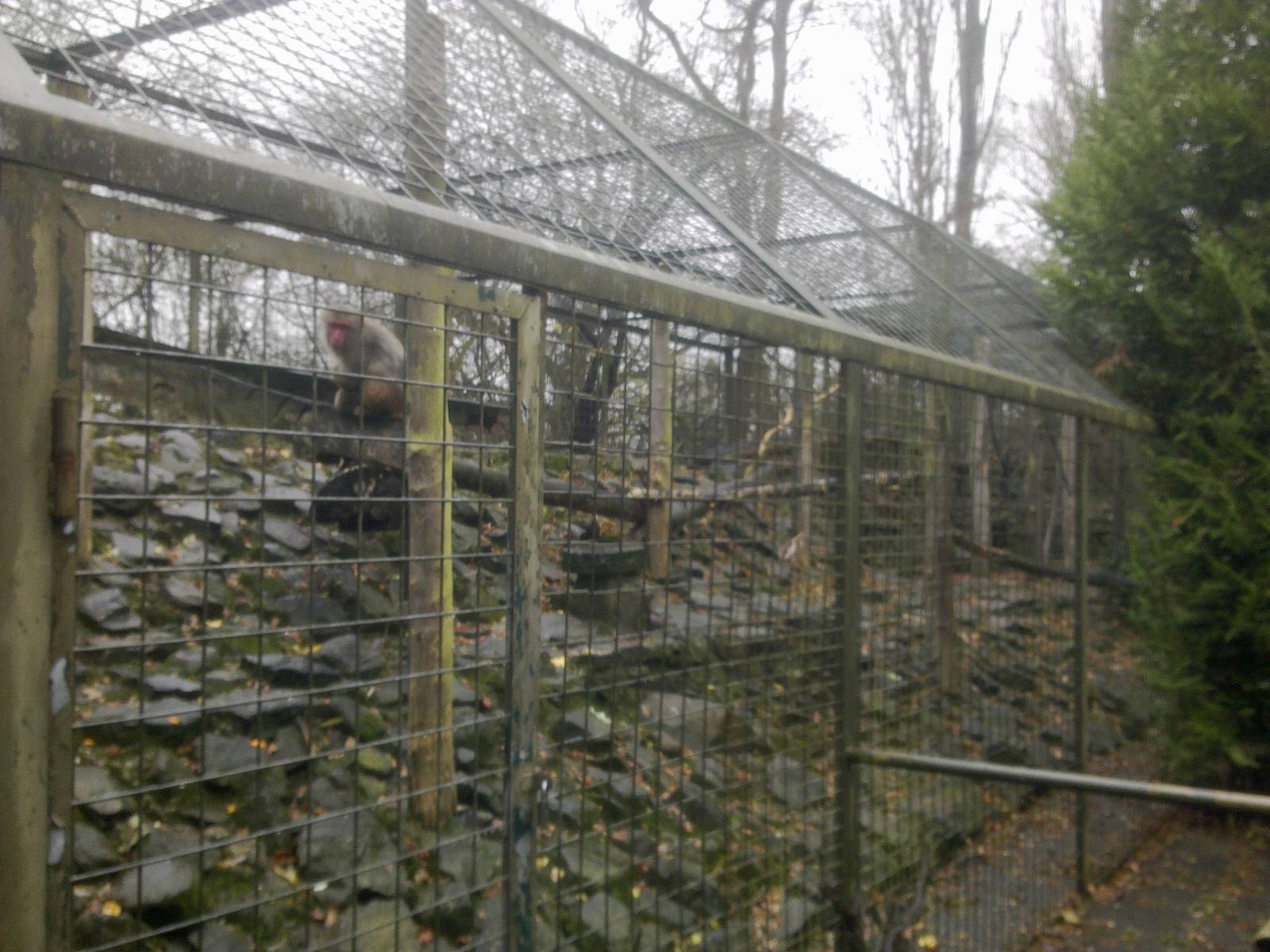 2013-12 Hamm japanese macaque