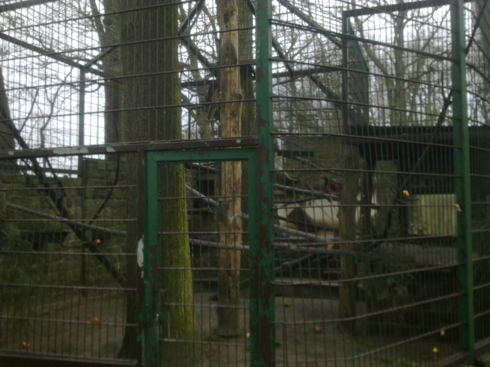 2013-12 Hamm Javan macaque