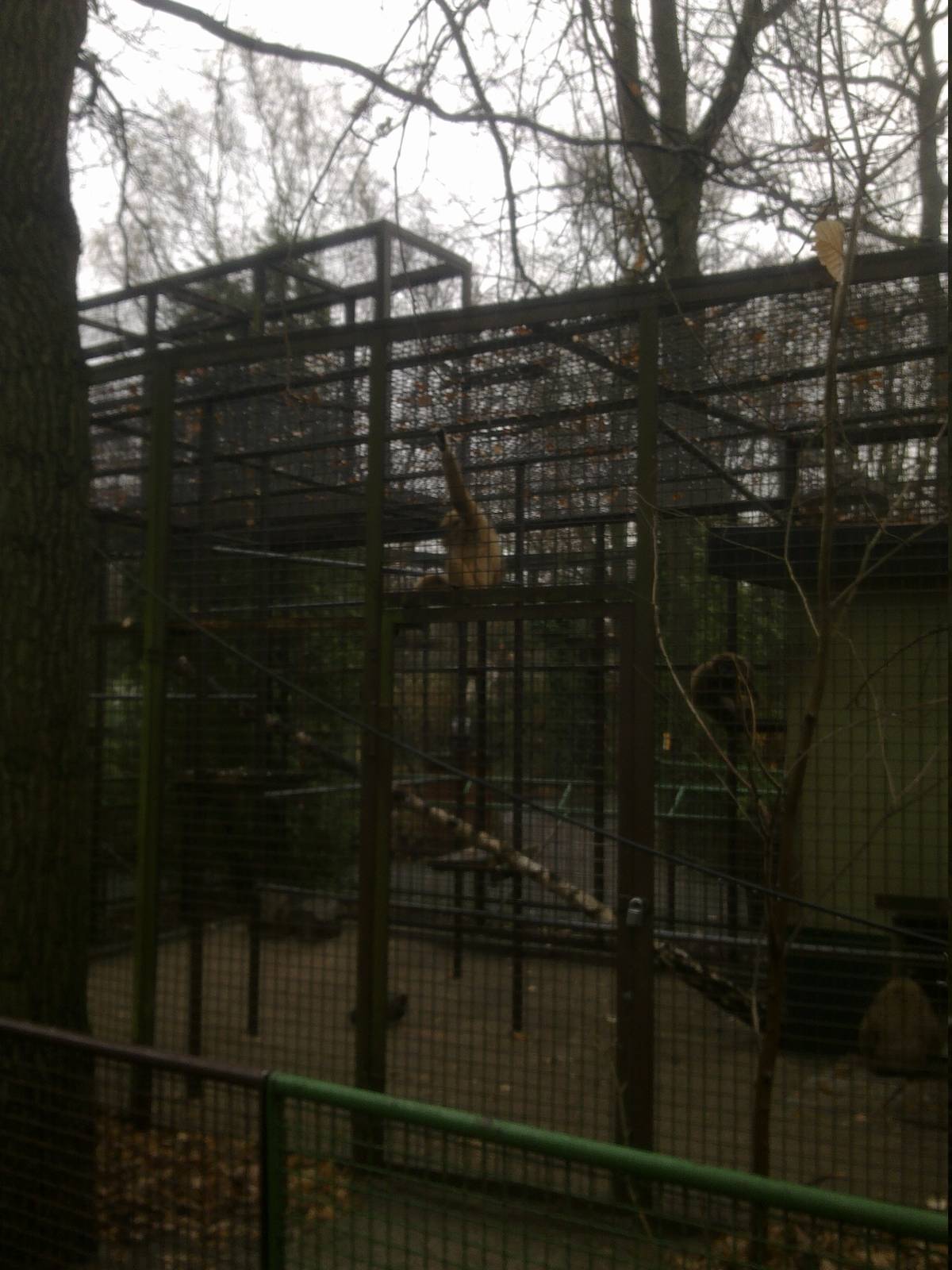2013-12 Hamm Lar-gibbon enclosure