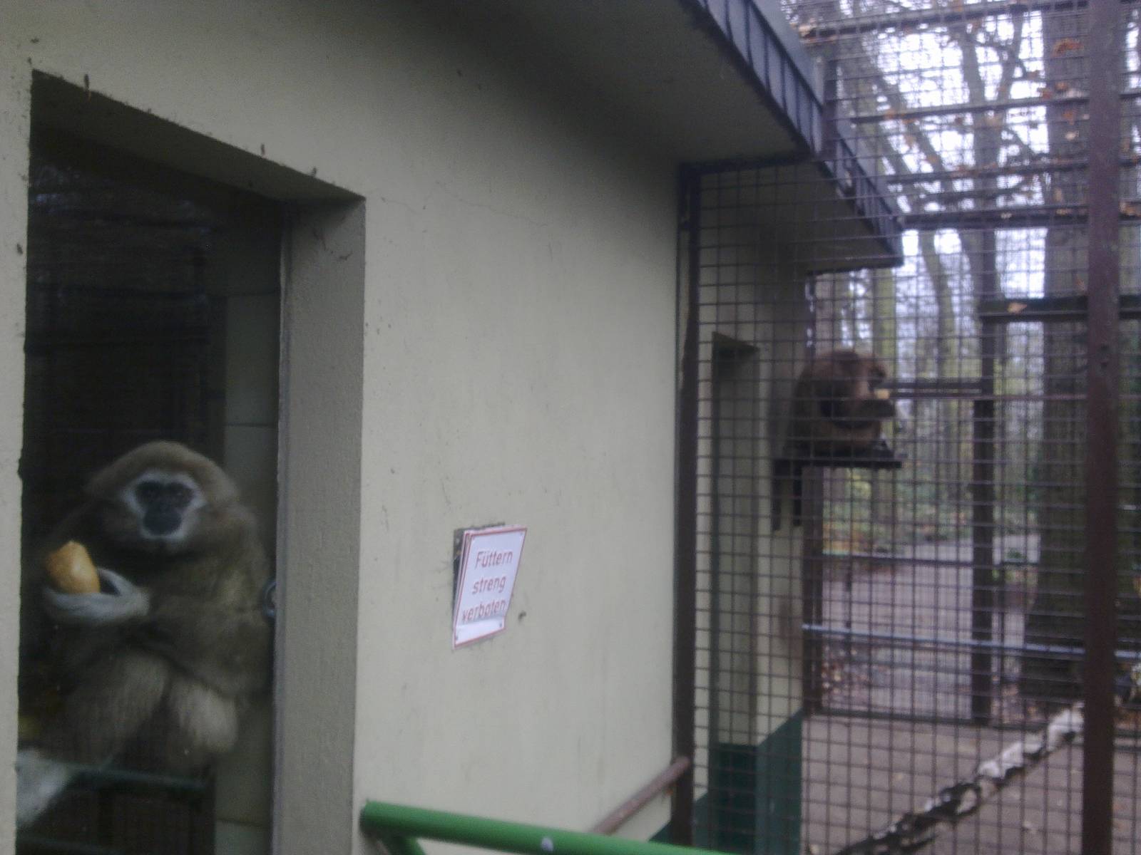 2013-12 Hamm lar-gibbon