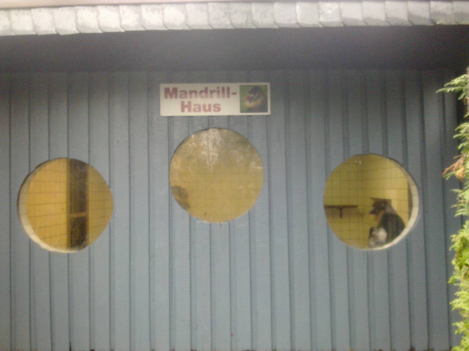 2013-12 Hamm Mandrill indoor exhibit