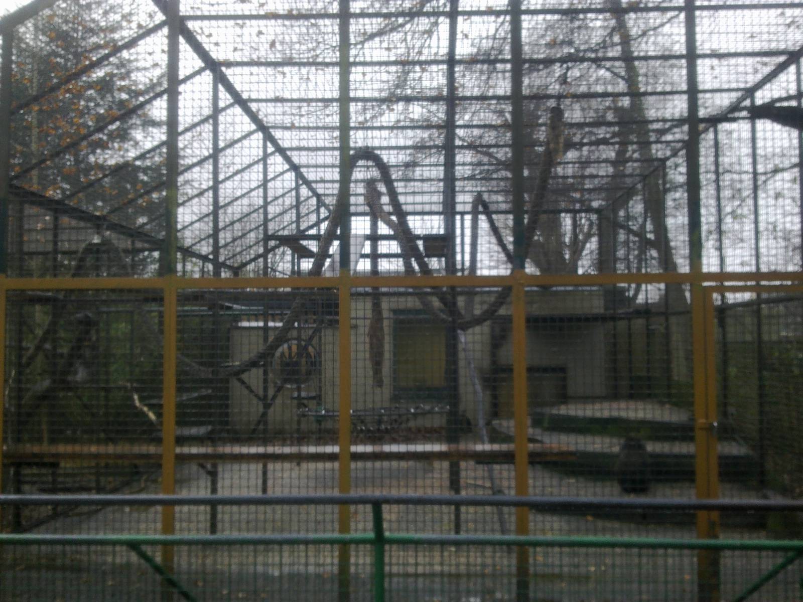 2013-12 Hamm Mandrill outdoor cage