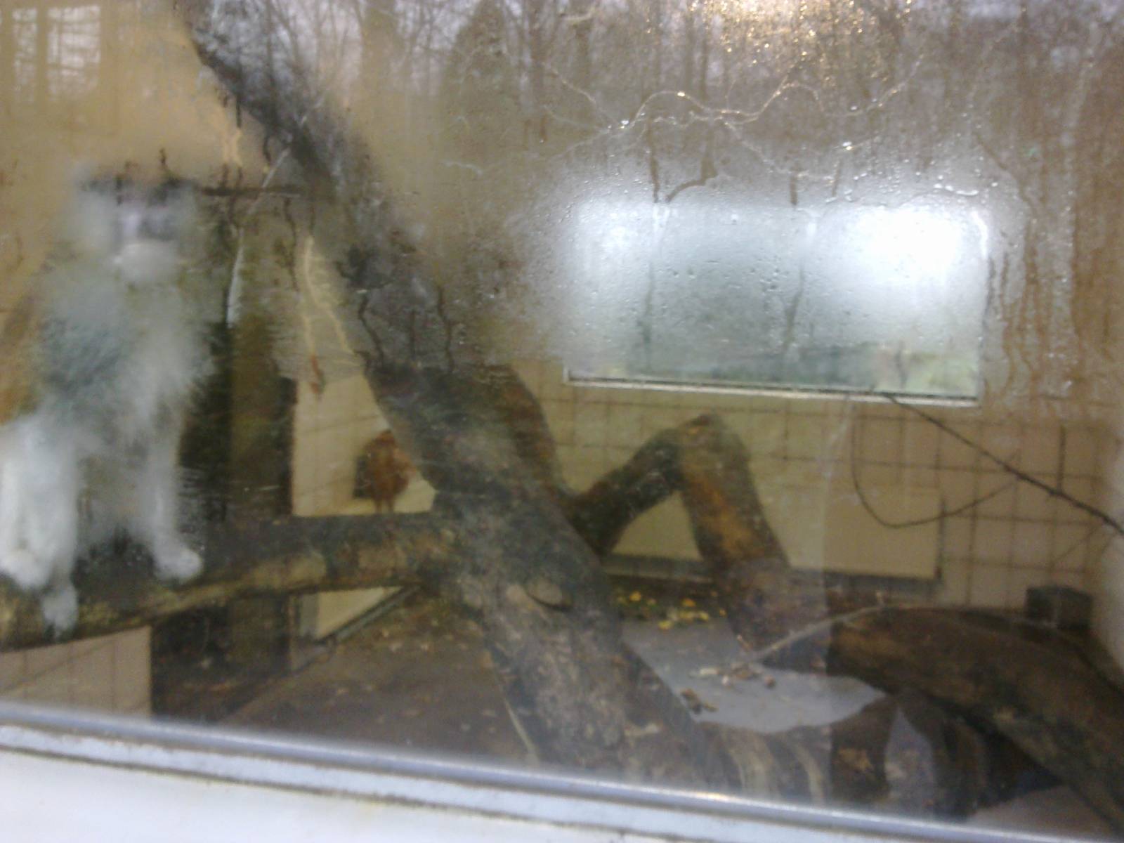 2013-12 Hamm Pattas monkey indoors