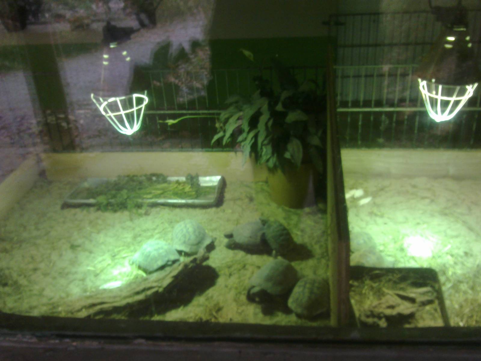 2013-12 Hamm tortoise indoors