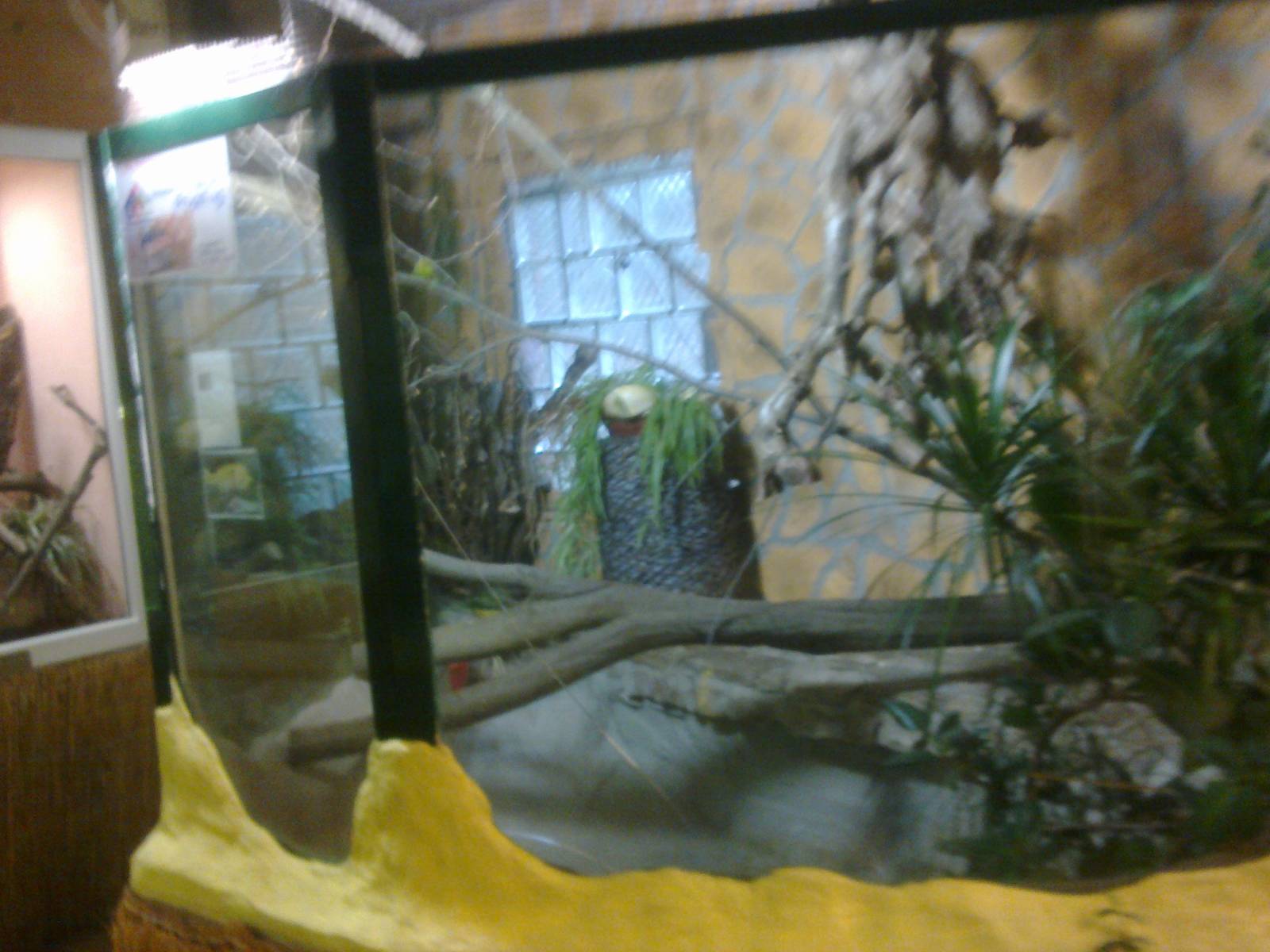 2013-12 Hamm Yellow anaconda tank