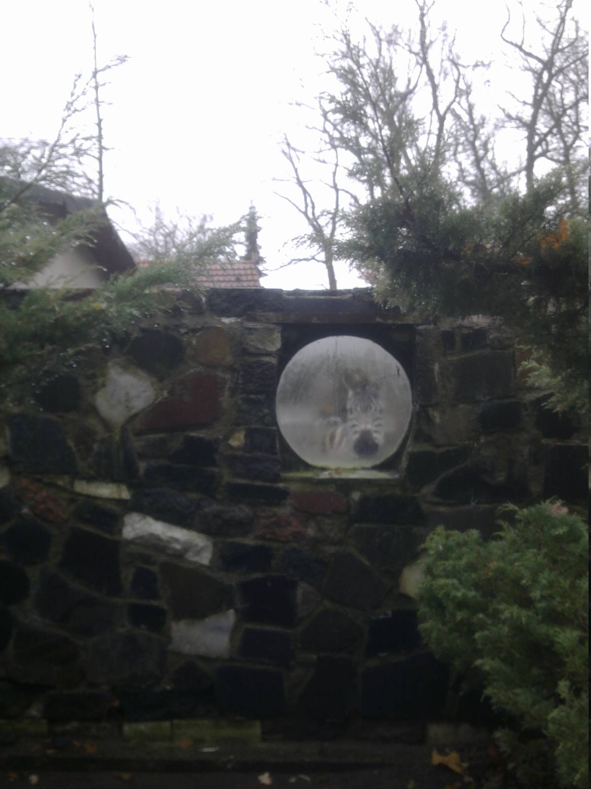 2013-12 Hamm Zebra exhibit detail