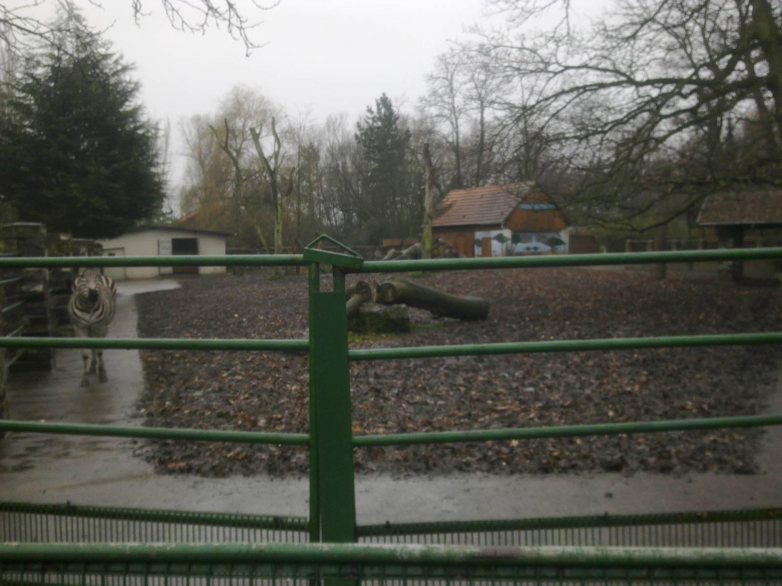 2013-12 Hamm Zebra exhibit