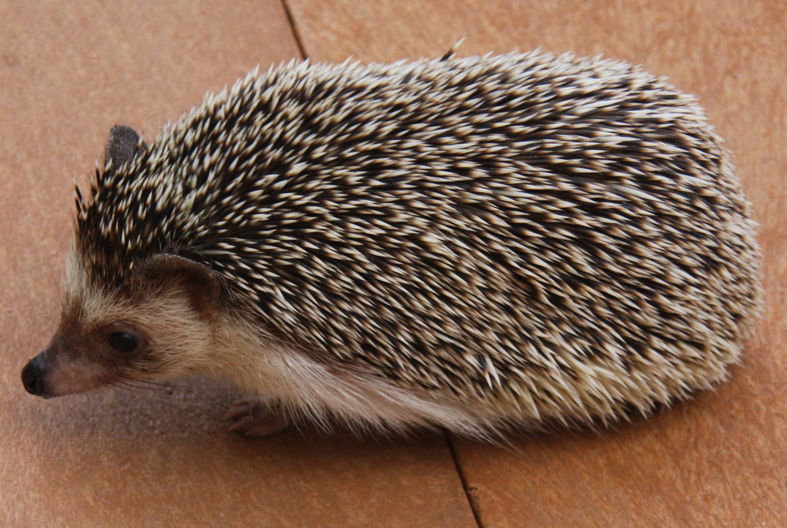 2013: Adventure Aquarium