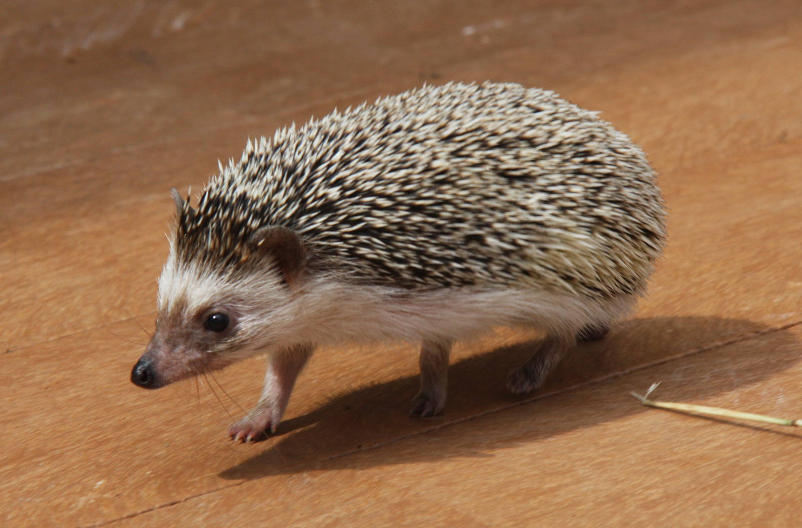 2013: Adventure Aquarium