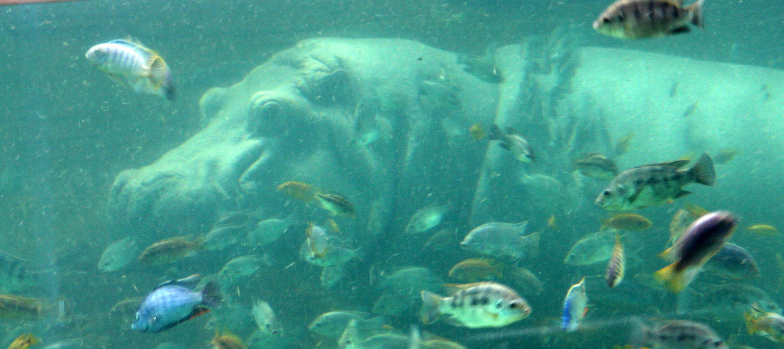 2013: Adventure Aquarium