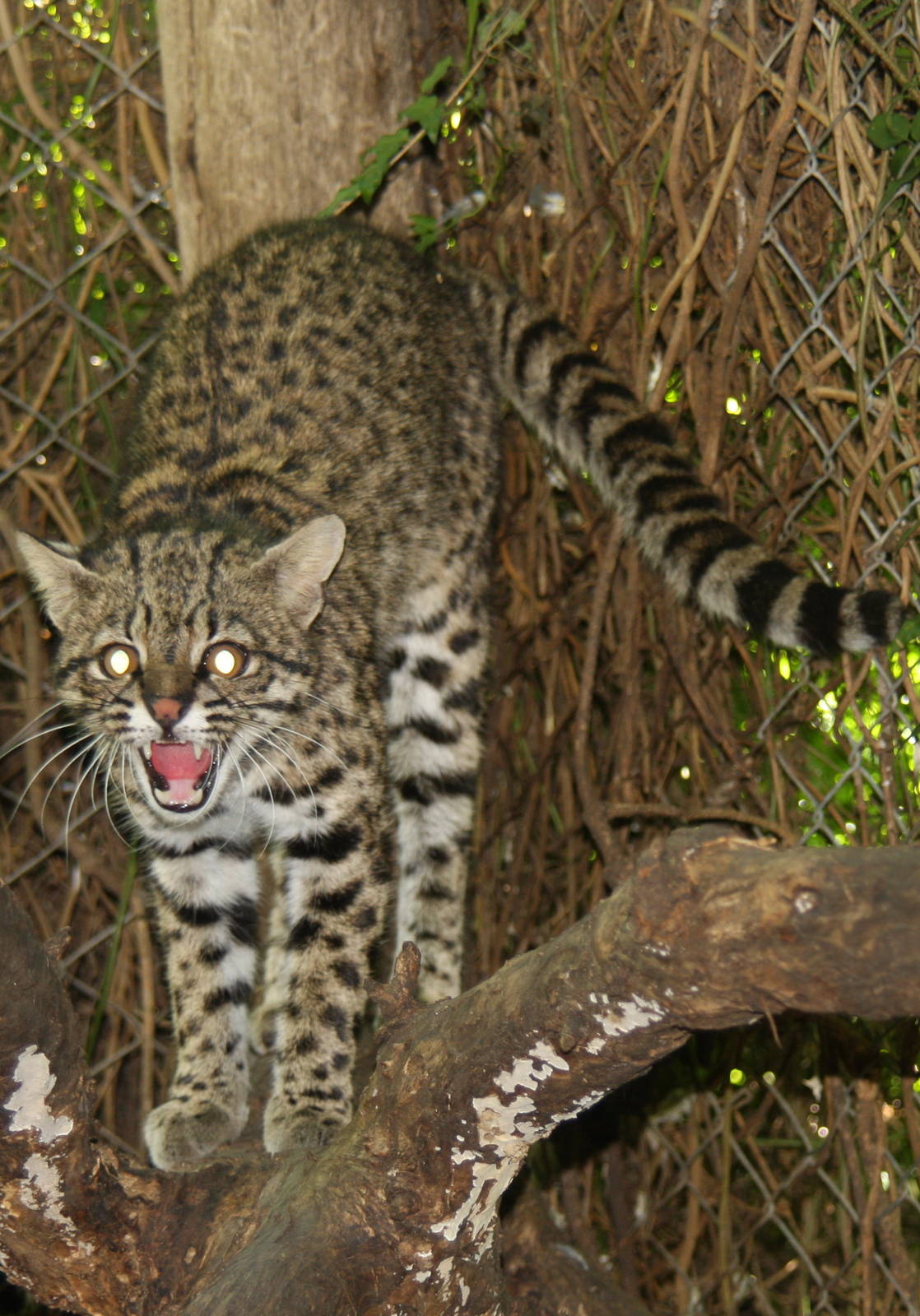 2013 Bioparque M'Bopicua