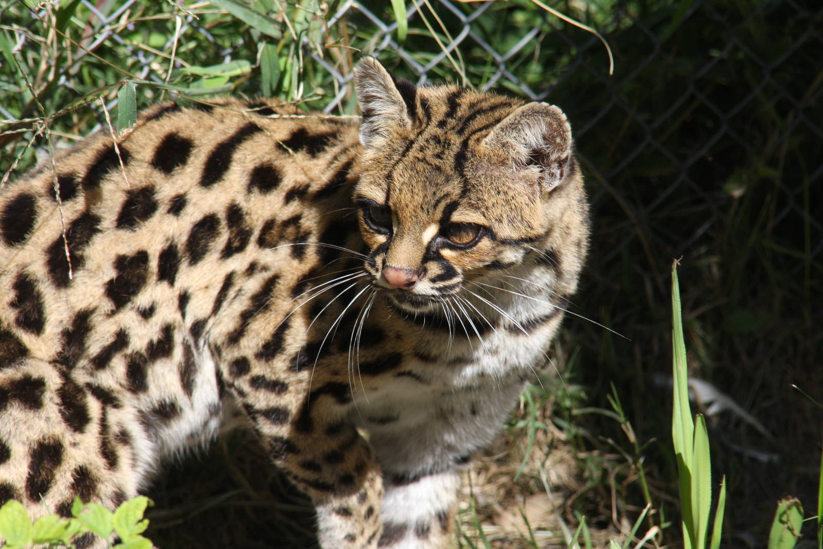 2013 Bioparque M'Bopicua